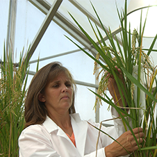 Image of a rice researcher