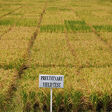 Image of test rice field