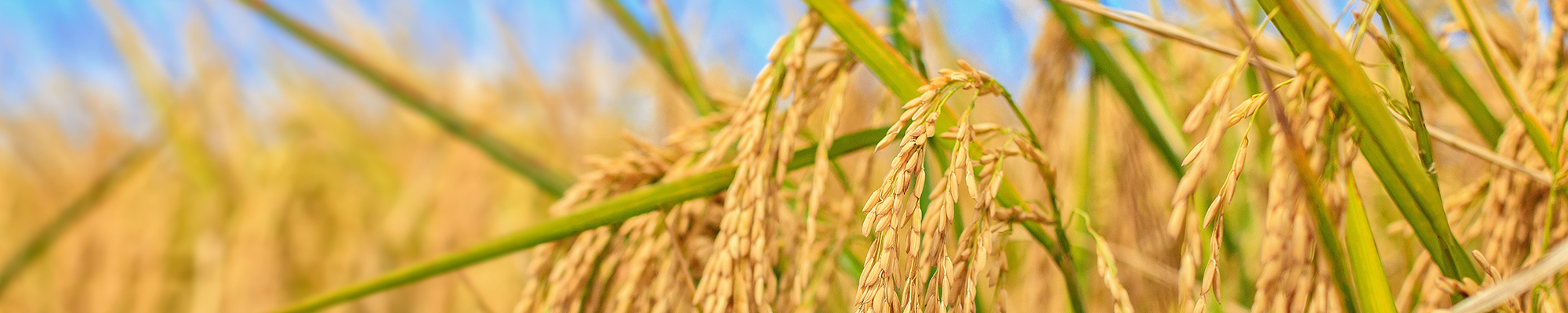 Close up image of a rice plant