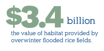 the value of habitat provided by overwinter flood rice fields exceeds 3.4 billion dollars
