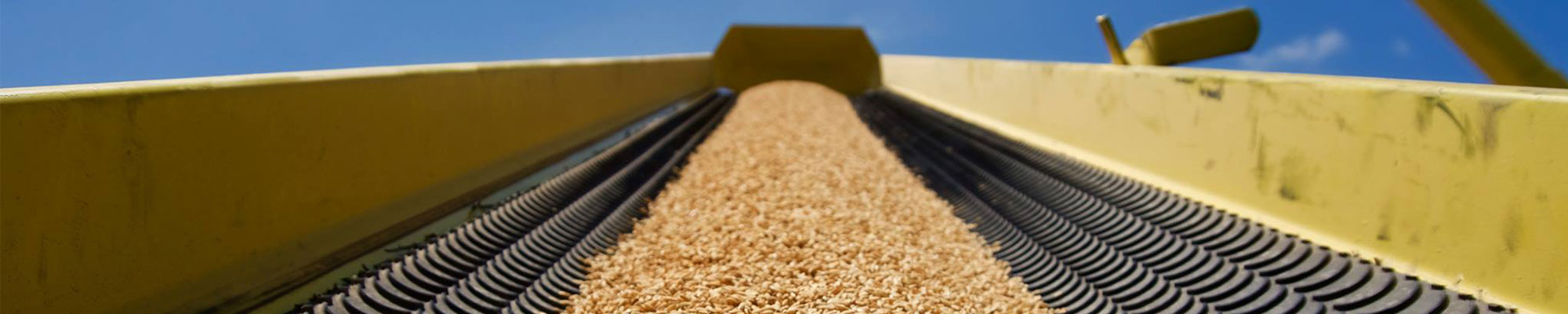 Rice on a conveyor belt