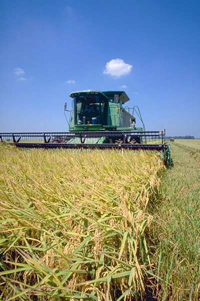 Combine harvesting rice